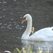 Photo de Cygne