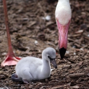 Photo de Flamand rose