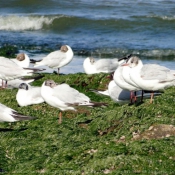 Photo de Mouette