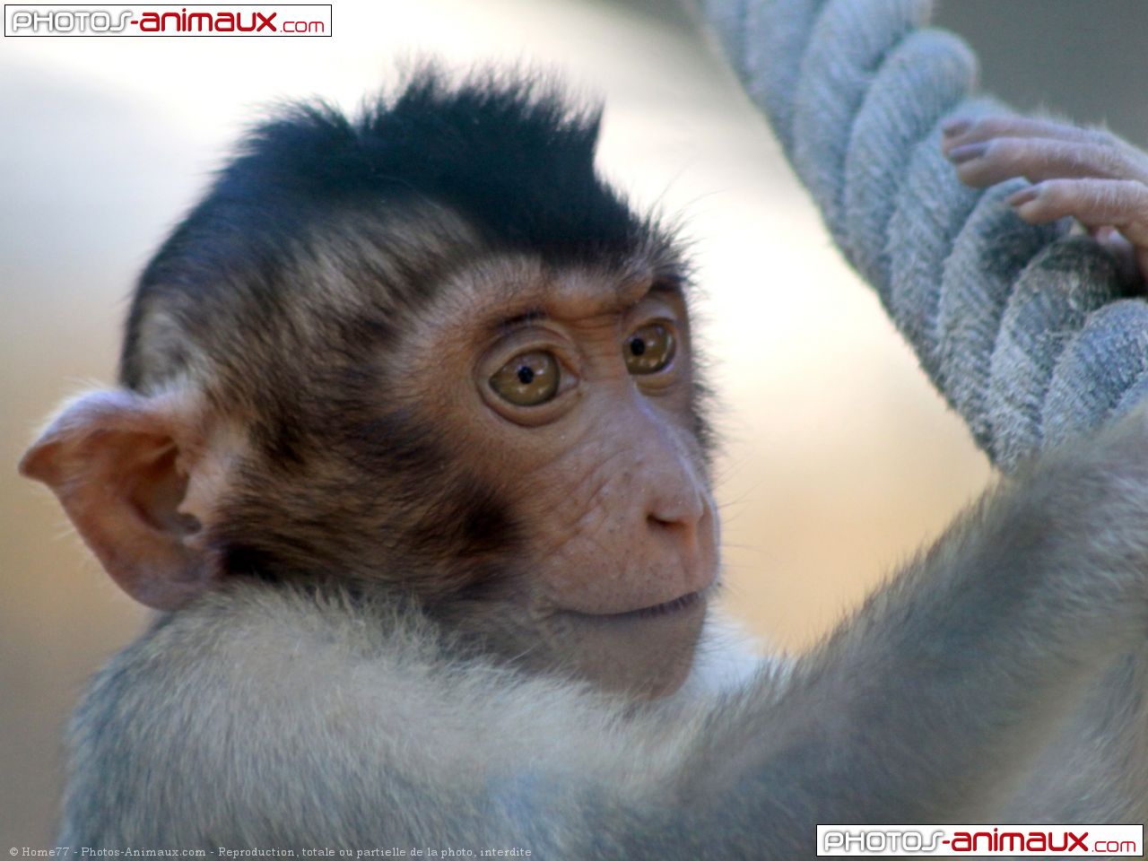 Photo De Singe Macaque Bébé Macaque à Queue De Cochon N° 615629