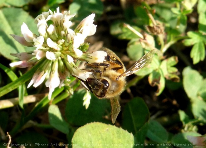 Photo de Bourdon