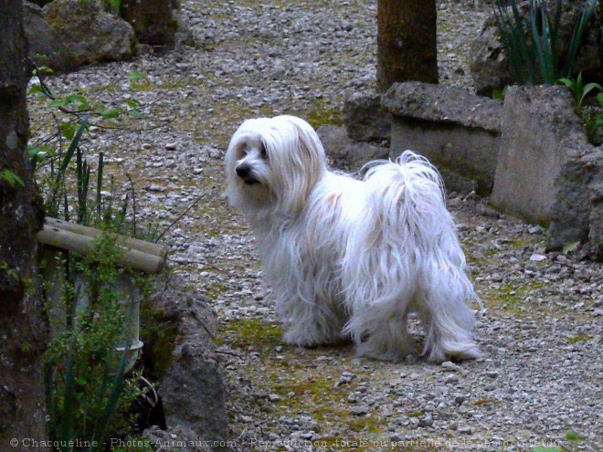 Photo de Coton de tulear