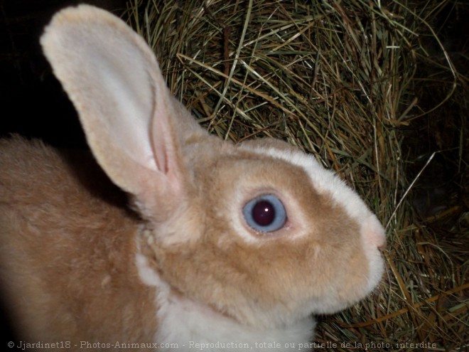 Photo de Lapin