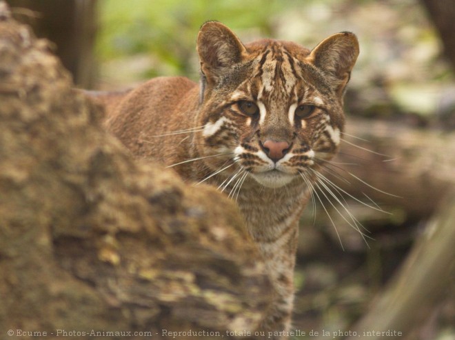 Photo de Chat de temminck