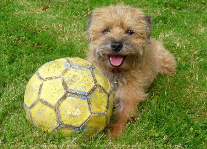 Photo de Border terrier