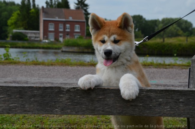 Photo d'Akita inu