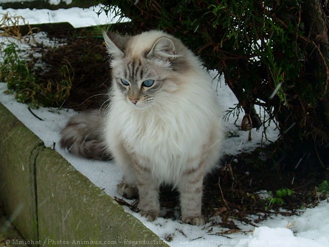 Photo de Sacr de birmanie