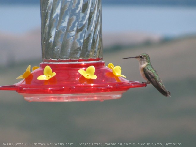 Photo de Colibri