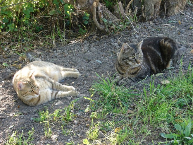 Photo de Chat domestique