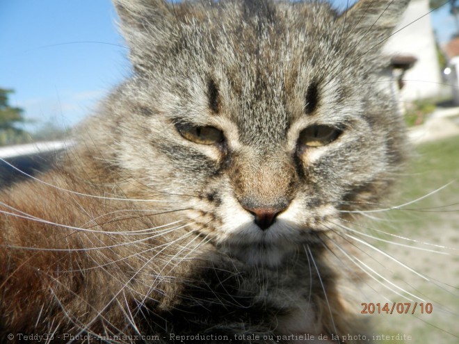 Photo de Chat domestique