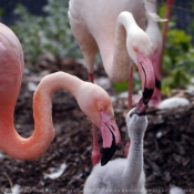 Photo de Flamand rose