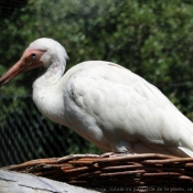 Photo d'Ibis