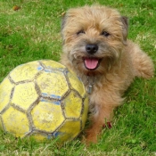 Photo de Border terrier