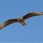 Photo de Caracara