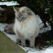 Photo de Sacr de birmanie