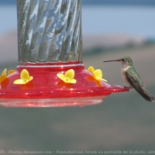 Photo de Colibri