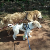 Photo de Fox terrier  poil dur