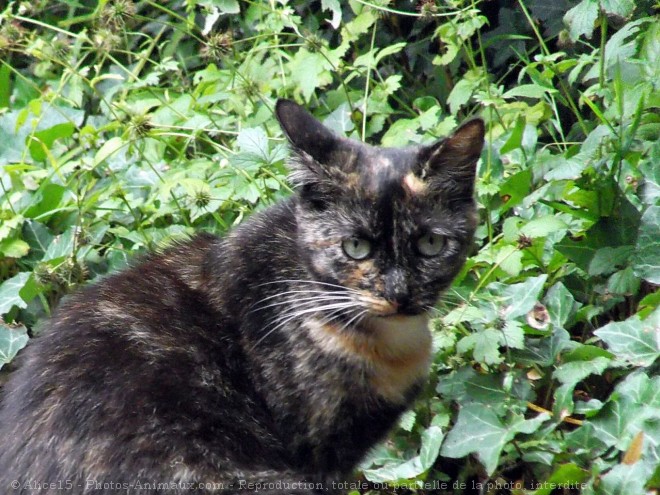 Photo de Chat domestique