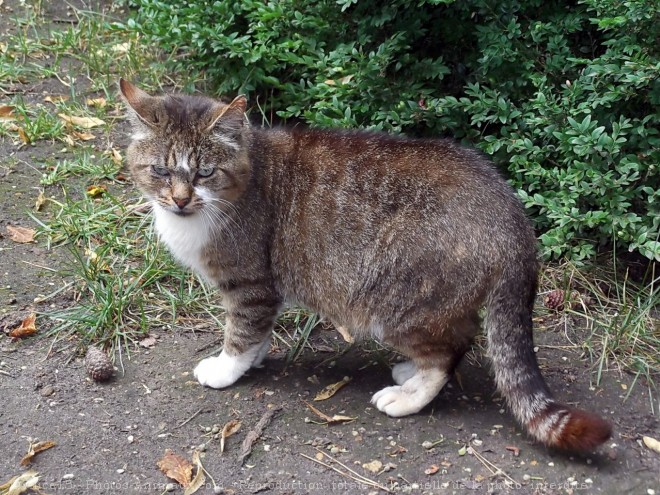 Photo de Chat domestique