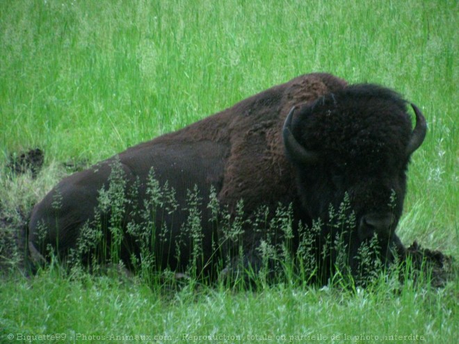 Photo de Bison