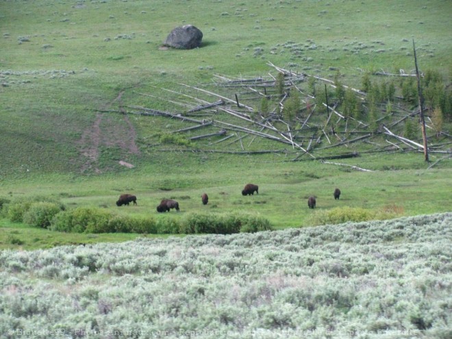 Photo de Bison