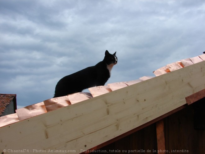 Photo de Chat domestique