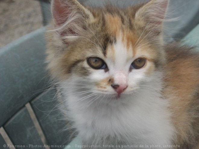 Photo de Chat domestique