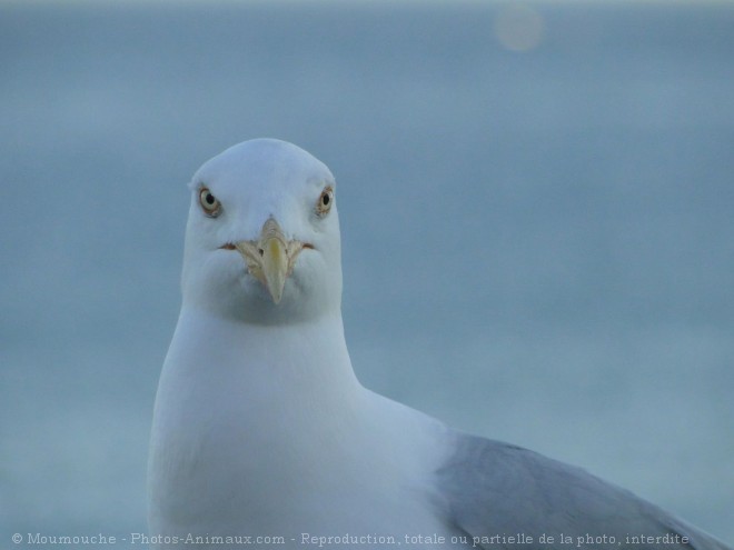 Photo de Goeland