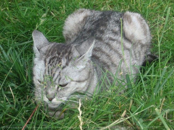 Photo de Chat domestique