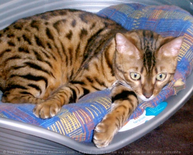 Photo de Bengal