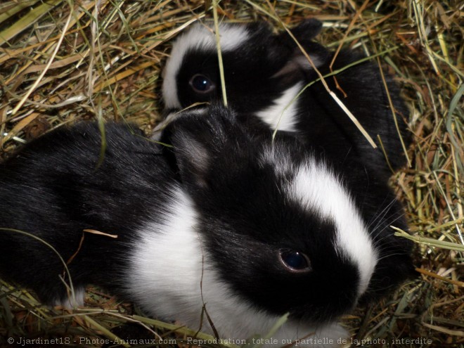 Photo de Lapin