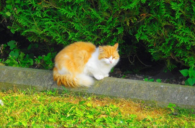 Photo de Chat domestique