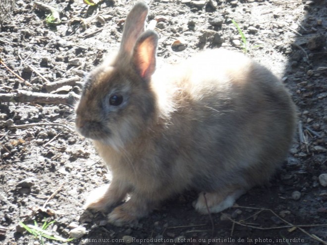 Photo de Lapin