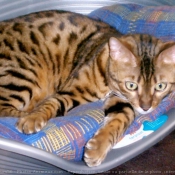 Photo de Bengal