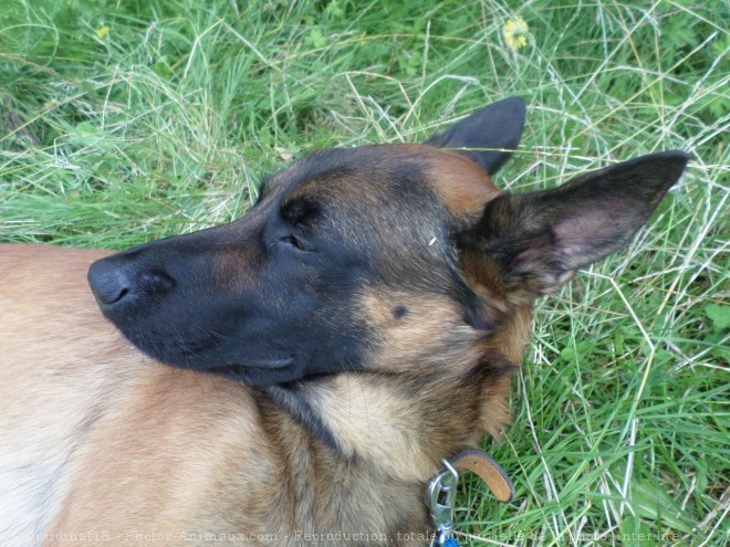 Photo de Berger belge malinois