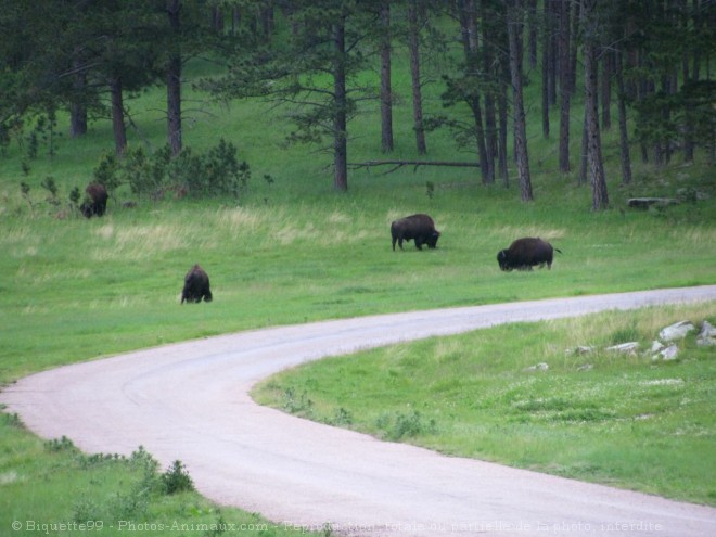 Photo de Bison