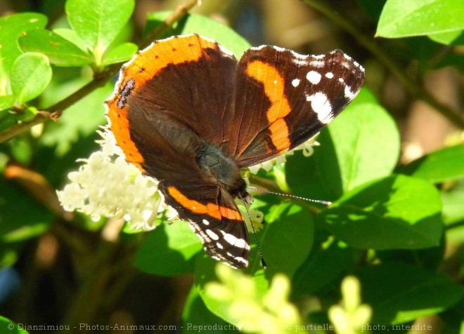 Photo de Papillon - vulcain