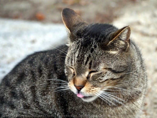 Photo de Chat domestique