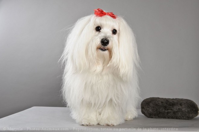 Photo de Coton de tulear