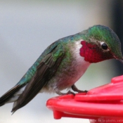 Photo de Colibri