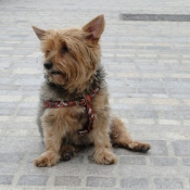 Photo de Yorkshire terrier