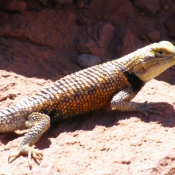 Photo de Lezard