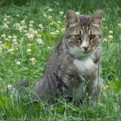 Photo de Chat domestique