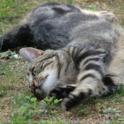 Photo de Chat domestique