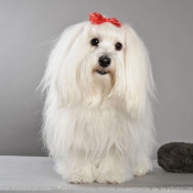 Photo de Coton de tulear