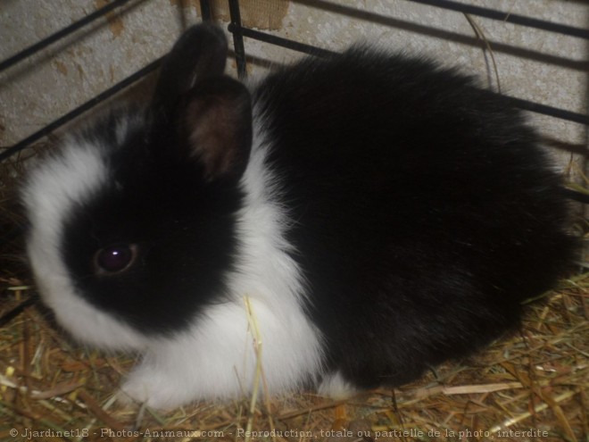 Photo de Lapin