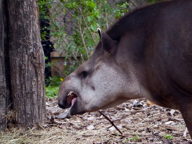 Photo de Tapir