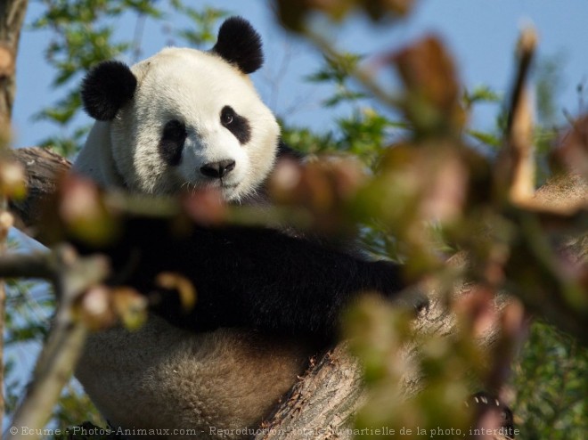 Photo de Panda