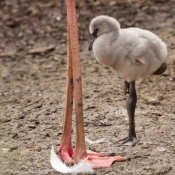 Photo de Flamand rose