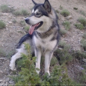 Photo de Malamute de l'alaska